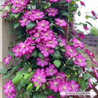 虹越 铁线莲大苗乌托邦倒影啤酒科琳约瑟芬许愿星经典爬藤盆栽植物