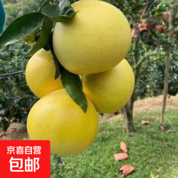 正宗葡萄柚带箱2斤（净重1.7斤）