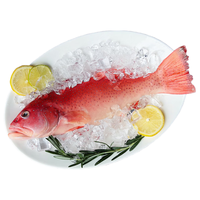 鲜京采 海南二去东星斑(净重550-650g/条)去鳃去脏 海鲜年货 源头直发