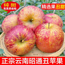 加昭通冰糖心苹果脆甜多汁 整箱1斤A+级中果