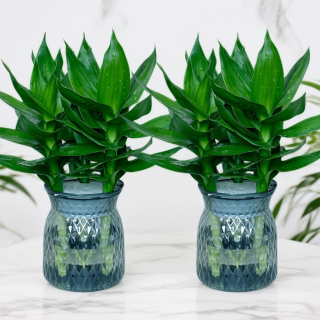 观音竹富贵竹花卉水培绿植绿萝室内盆栽转运竹净化空气