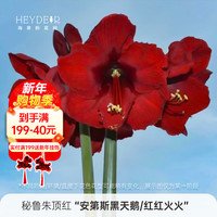 海蒂的花园 秘鲁朱顶红 进口重瓣种球
