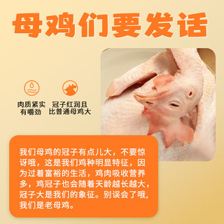  雀淘 农家放养 黄油老母鸡  黄油老母鸡2斤*1只 袋装 1kg