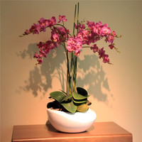 言清 蝴蝶兰花苗 室内观花植物办公桌阳台花苗 绿植花卉盆栽年宵花卉 黄飞蝴蝶兰+透明原盆+原土