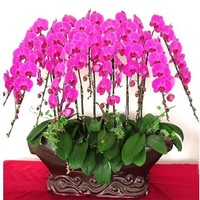 言清 蝴蝶兰花苗 室内观花植物办公桌阳台花苗 绿植花卉盆栽年宵花卉 火凤凰蝴蝶兰+透明原盆+原土