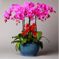 言清 蝴蝶兰花苗 室内观花植物办公桌阳台花苗 绿植花卉盆栽年宵花卉 蝶恋蝴蝶兰+透明原盆+原土