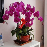 言清 蝴蝶兰花苗 室内观花植物办公桌阳台花苗 绿植花卉盆栽年宵花卉 紫红蝴蝶兰+透明原盆+原土