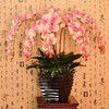 言清 蝴蝶兰花苗 室内观花植物办公桌阳台花苗 绿植花卉盆栽年宵花卉 绿斑蝴蝶兰+透明原盆+原土