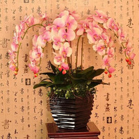 言清 蝴蝶兰花苗 室内观花植物办公桌阳台花苗 绿植花卉盆栽年宵花卉 绿斑蝴蝶兰+透明原盆+原土