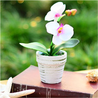 言清 蝴蝶兰花苗 室内观花植物办公桌阳台花苗 绿植花卉盆栽年宵花卉 白雪公主蝴蝶兰+透明原盆+原土