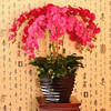 言清 蝴蝶兰花苗 室内观花植物办公桌阳台花苗 绿植花卉盆栽年宵花卉 兄弟女孩蝴蝶兰+透明原盆+原土