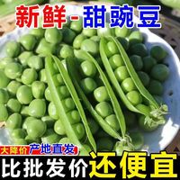 移动端、京东百亿补贴：陇百味 云南新鲜豌豆荚 4.5斤