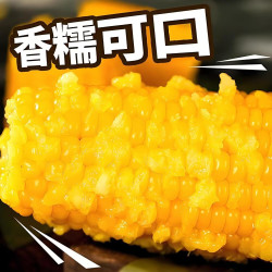 东北 黄糯玉米 120-160g 6根 真空包装