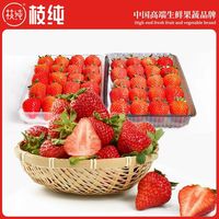 【枝纯】丹东99红颜草莓新鲜现摘九九奶油草莓1.8斤单果20g起