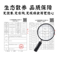 颐乡情 黄脚公鸡2只(净3kg)炖肉包+人参 鸡肉