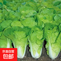 京喜 随种随吃 四季奶油快菜种子 3包约3000粒