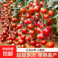 京喜 红圣女果种子 小番茄 小西红柿 田园阳台盆栽 四季种蔬菜 3包约600粒 原厂封装