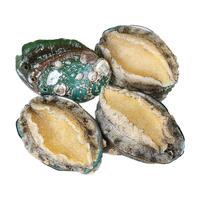 新鲜鲍鱼鲜活超大海鲜水产生鲜活特大加热即食干小鲍鱼捞汁饭