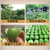老农哥【现货】青皮文玩核桃麻核桃狮子头官帽虎头鸡心精选青皮 鸡心53-55mm一对
