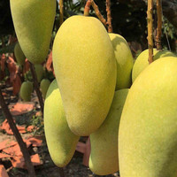 沣御园海南金煌芒 水仙芒果甜心芒新鲜大芒果热带水果 8斤果王单果600g+