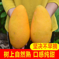 沣御园海南金煌芒 水仙芒果甜心芒新鲜大芒果热带水果 4.5-5斤果王单果600g+