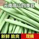 京喜加 云南高山新鲜豆四季豆新鲜采摘现摘现发青翠欲滴鲜嫩脆 1000克 2斤