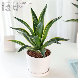 绿丝绦龙舌兰盆栽室内耐寒绿植花卉盆栽好养庭院造景四季常青兰花 龙舌兰大苗原土1颗