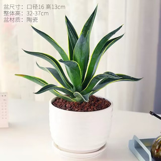 绿丝绦龙舌兰盆栽室内耐寒绿植花卉盆栽好养庭院造景四季常青兰花 龙舌兰大苗原土1颗