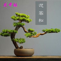 花中酷 迎客松种子 25粒+肥料 黄山松盆景