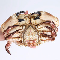 尝鲜生 面包蟹超大螃蟹英国鲜活膏蟹   黄金蟹生鲜健康轻食1只