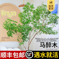 临雅 马醉木水培植物 60cm-70cm+50-60cm一枝