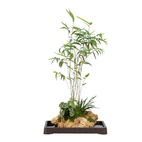 瀚林怡景吸水石米竹盆栽上水石附石菖蒲微景观办公室桌面绿植水培植物盆景 吸水石米竹【不含托盘】