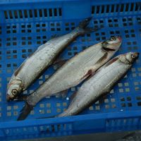 安峰山【苏州特产】淡水鲜活白鱼活鱼现杀开背白丝鱼 清蒸白鱼翘嘴大白 350-400克左右4条(去鳞肠)