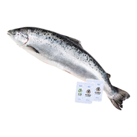 纯尔【源头直发】挪威冰鲜三文鱼整条4kg(8斤以上)/条 可生食刺身