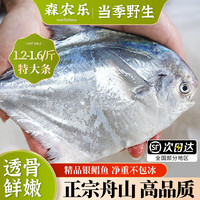 森农乐 舟山银鲳鱼生鲜特大白鲳鱼鲜活野生新鲜冷冻海鲜昌扁鱼平鱼海鱼 150-200g/条
