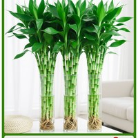 富贵竹水培植物绿植室内盆栽客厅招财粗杆带根水养节节高特级竹子