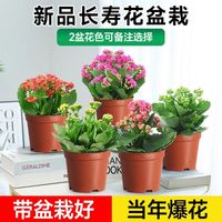 卉优 精品长寿花桌面盆栽重瓣花大花金狐狸室内名贵花卉备注品种
