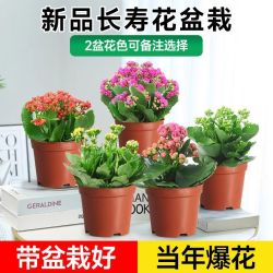 卉优 精品长寿花桌面盆栽重瓣花大花金狐狸室内名贵花卉备注品种