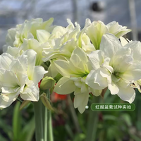 虹越 种球秘鲁朱顶红裸球 多年生球根花卉 阿拉斯加（24/26）