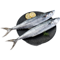 铂金海岸大鲅鱼海捕鲅鱼整条深海马鲛鱼 新鲜冷冻燕鲅鱼鲅鱼馅 水产生鲜 鲅鱼5斤【6条装】