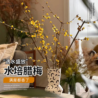 临雅 腊梅花 鲜切花 60cm 6枝