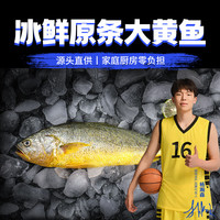 国信预售【冰鲜大黄鱼】国信1号工船 冰鲜大黄鱼 300g-400g【冰鲜】单条装