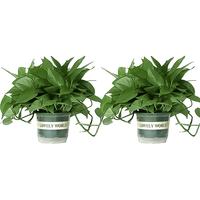 双盟 绿萝盆栽除甲醛花卉绿植办公室新房净化空气180加仑自吸水盆2盆装