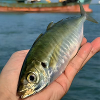 海鲜颂巴浪鱼深海捕捞东山岛冷冻海鱼鳀鱼提鱼海鲜水产鱼类行走的氨基酸 养殖巴浪鱼 500g