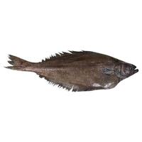 格陵兰比目鱼新鲜整条冷冻鸦片鱼深海鲜活鲽鱼海鲜水产大鲽鱼碟鱼