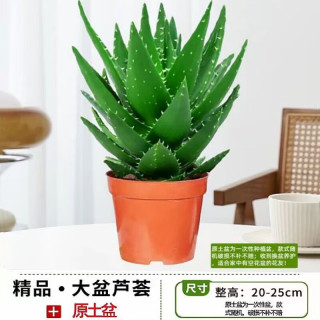 移动端、京东百亿补贴：泰西丝 芦荟盆栽花卉绿植多肉植物四季好养精选大号芦荟(原土盆)源头直发
