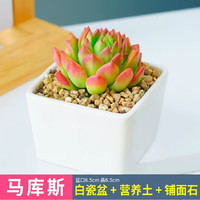 移动端、京东百亿补贴：墨一 马库斯 多肉植物组合 白瓷盆+土+铺面石