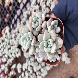 御春阁 盆栽多肉植物组合盆栽 多肉绿植花卉室内植物 好养的多肉植 光棍树