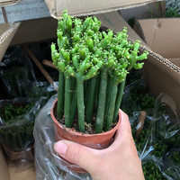 御春阁 盆栽多肉植物组合盆栽 多肉绿植花卉室内植物 好养的多肉植 光棍树