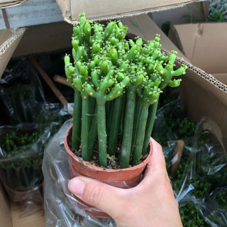 御春阁 盆栽多肉植物组合盆栽 多肉绿植花卉室内植物 好养的多肉植 光棍树